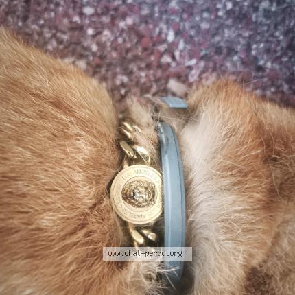 Photo 1/1 Chat trouvé Trouvé à Wittelsheim