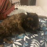 Photo de chat perdu à Monterblanc