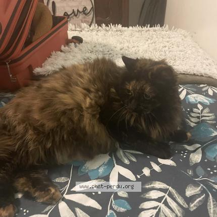 Photo 1/1 Moonie Chat perdu à Monterblanc