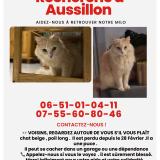 Photo de chat perdu à Mazamet