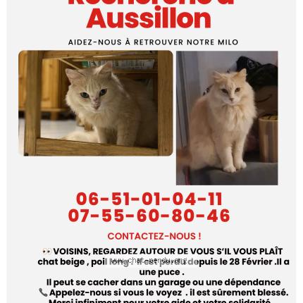 Photo 1/1 Milo Chat perdu à Mazamet