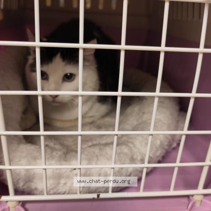 Photo 1/5 Chat trouvé Trouvé à Bruxelles