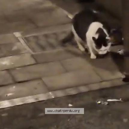 Photo 2/5 Chat trouvé Trouvé à Bruxelles