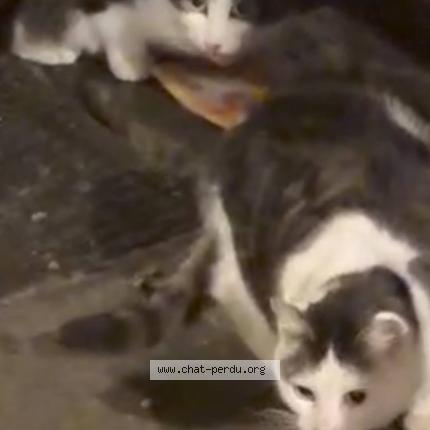 Photo 3/5 Chat trouvé Trouvé à Bruxelles