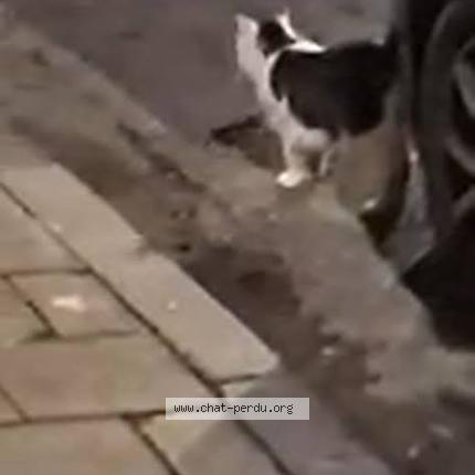 Photo 5/5 Chat trouvé Trouvé à Bruxelles