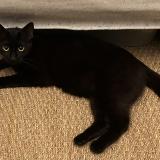 Photo de chat trouvé à Paris