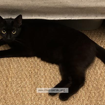 Photo 1/1 Chat trouvé Trouvé à Paris
