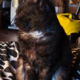 Photo de chat perdu à Les Peintures