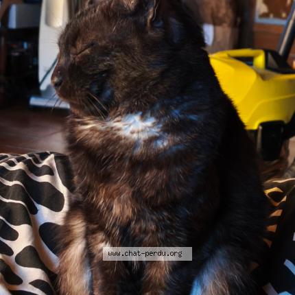 Photo 1/1 Bronx Chat perdu à Les peintures