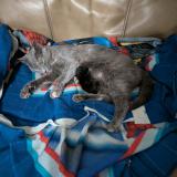 Photo de chat perdu à Covington