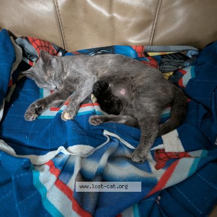 Photo 1/1 Coconut coco for short Chat perdu à Covington