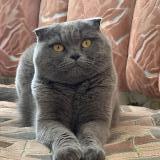 Photo de chat perdu à Viroflay