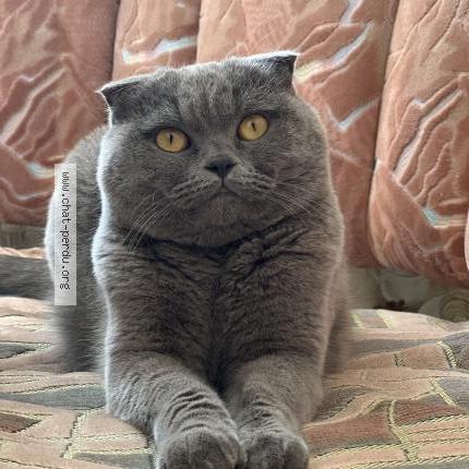 Photo 1/1 Djessi Chat perdu à Viroflay