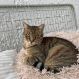 Photo de chat perdu à Sorgues