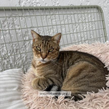 Photo 1/1 Sika Chat perdu à Sorgues