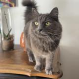 Photo de chat perdu à Chevannes