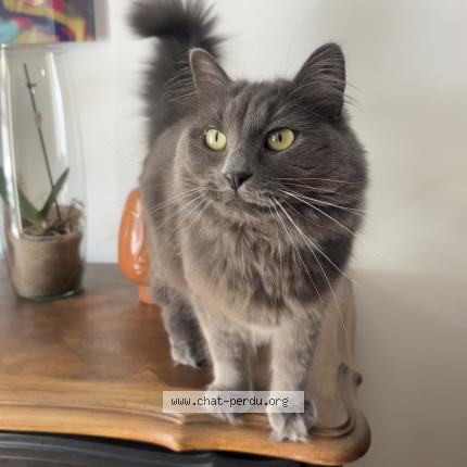 Photo 1/1 Mia Chat perdu à Chevannes