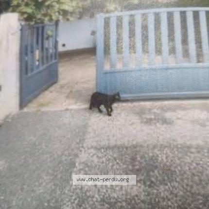 Photo 1/1 Tidoudou Chat perdu à Toulouse