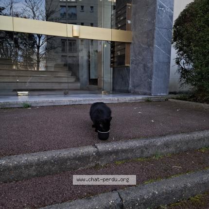 Photo 1/1 Chat trouvé Trouvé à Versailles