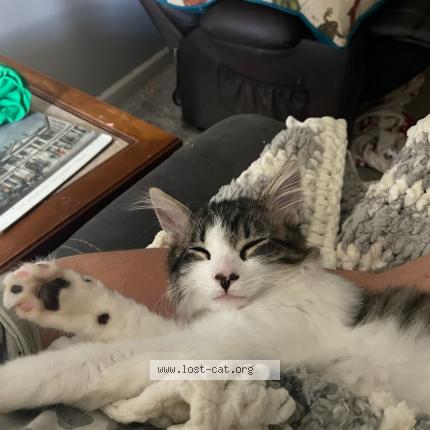 Photo 1/1 Caillou Chat perdu à Searcy