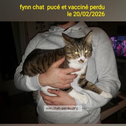 Photo 1/1 FYNN Chat perdu à Villabe
