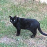 Photo de chat perdu à Arnage