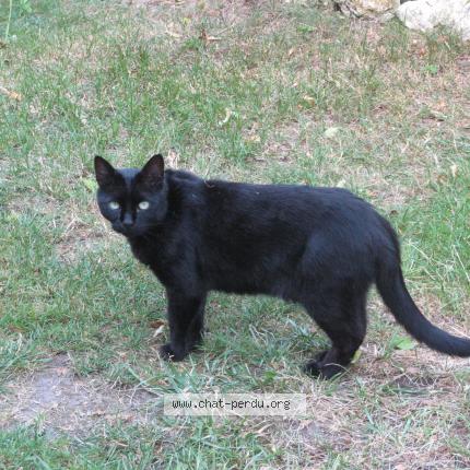 Photo 1/1 Valentine Faustine Chat perdu à Arnage
