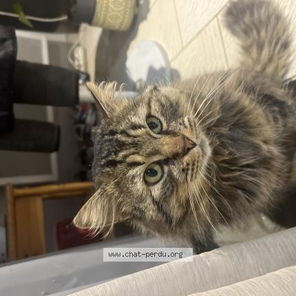 Photo 1/1 Chat retrouvé Perdu à Challans