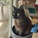 Photo de chat perdu à Vinezac