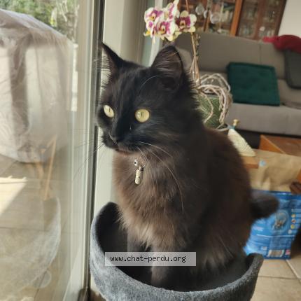 Photo 1/3 Tina Chat perdu à Vinezac