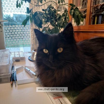 Photo 2/3 Tina Chat perdu à Vinezac