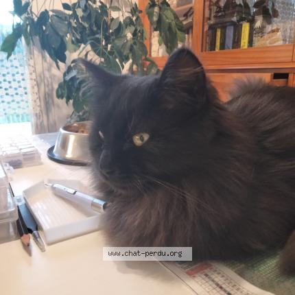 Photo 3/3 Tina Chat perdu à Vinezac