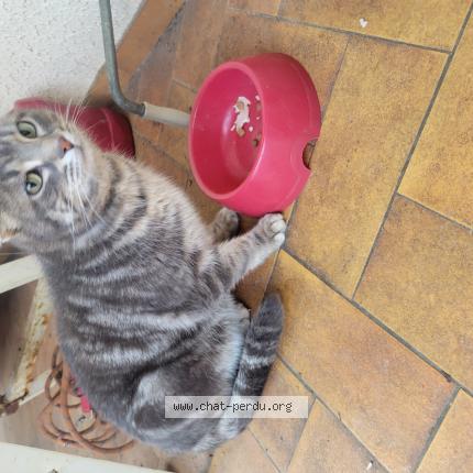 Photo 1/1 Chat trouvé Trouvé à Ganac