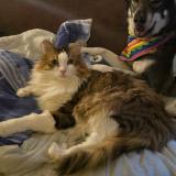 Photo de chat perdu à Nice