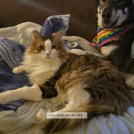 Photo 1/1 Larry Chat perdu à Nice