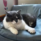 Photo de chat perdu à Plouvara