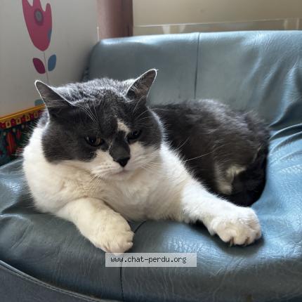 Photo 1/1 VENUS Chat perdu à Plouvara