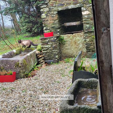 Photo 1/3 Chat trouvé Trouvé à Plouye