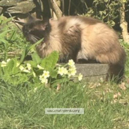 Photo 2/3 Chat trouvé Trouvé à Plouye