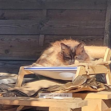 Photo 3/3 Chat trouvé Trouvé à Plouye