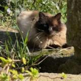 Photo de chat trouvé à Plouye