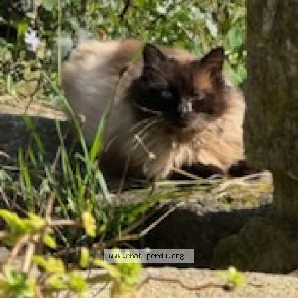 Photo 1/3 Chat trouvé Trouvé à Plouye