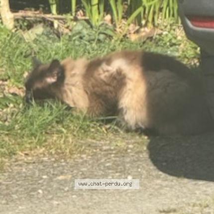 Photo 2/3 Chat trouvé Trouvé à Plouye