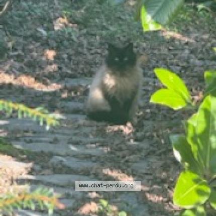 Photo 3/3 Chat trouvé Trouvé à Plouye