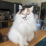 Photo de chat perdu à Paray Le Monial