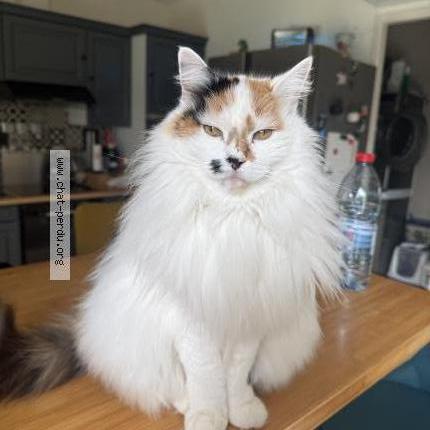 Photo 1/1 Jilly surnom Poupoune Chat perdu à Paray le monial