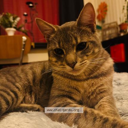 Photo 1/1 Chat retrouvé Perdu à Reze