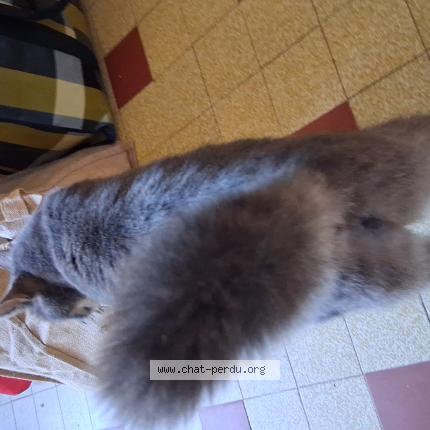 Photo 1/1 Bohème Chat perdu à Marsangy