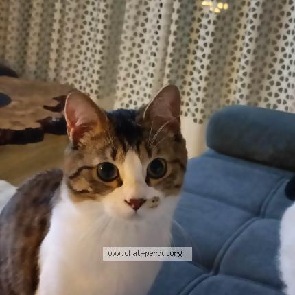 Photo 1/1 Mimi Chat perdu à Mosnes