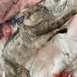 Photo de chat trouvé à M